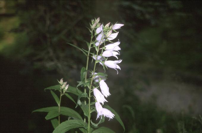 image Campanula latifolia