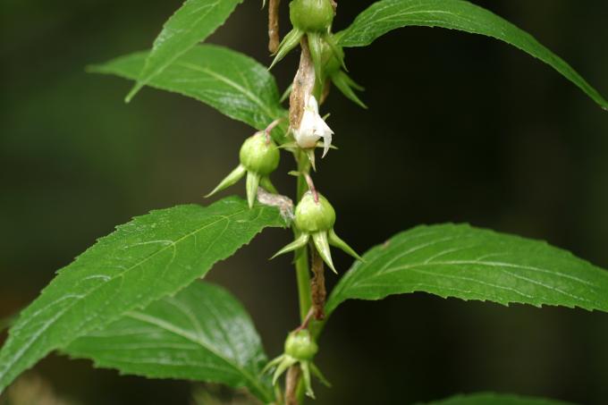 image Campanula latifolia