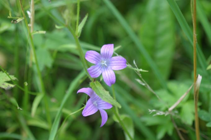 image Campanula patula