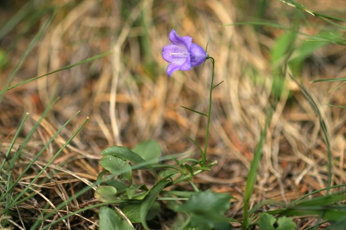 image Campanula rotundifolia