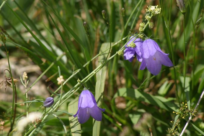 image Campanilla alpina (Campanula scheuchzeri)