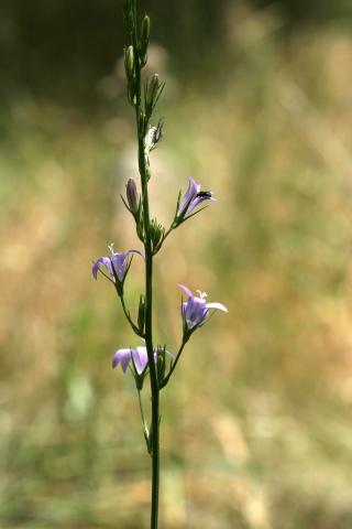 image Rapónchigo (Campanula rapunculus)
