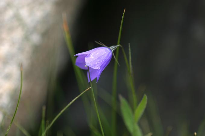 image Campanilla (Campanula cochleariifolia)
