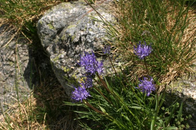 image Phyteuma hemisphaericum