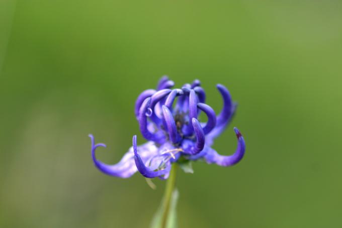 image Phyteuma orbiculare