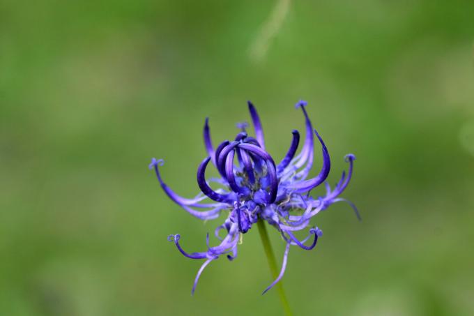 image Phyteuma orbiculare