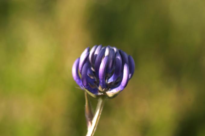 image Phyteuma orbiculare