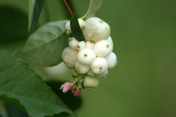 image Bola de nieve (Symphoricarpos rivularis)
