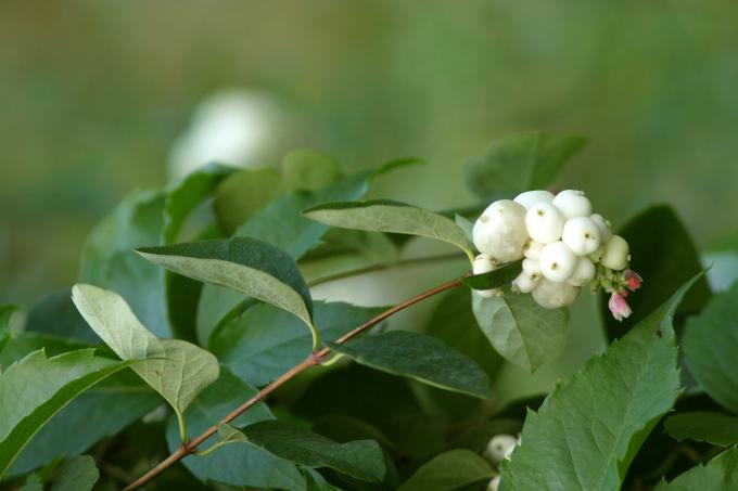 image Bola de nieve (Symphoricarpos rivularis)