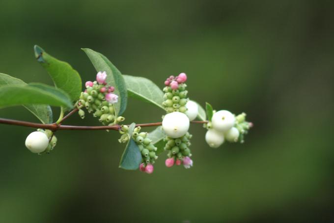 image Bola de nieve (Symphoricarpos rivularis)
