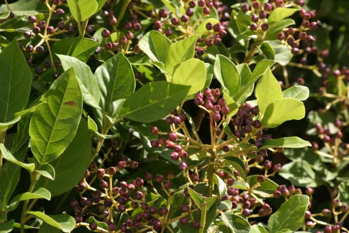 image Durillo (Viburnum tinus)