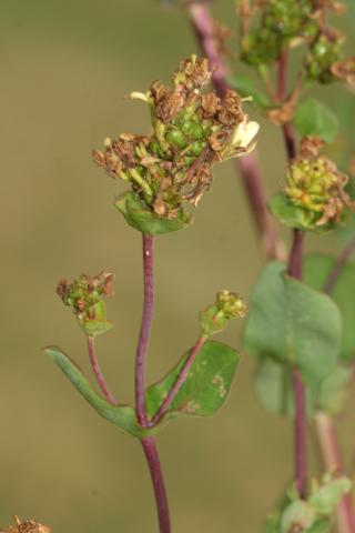 image Madreselva etrusca (Lonicera etrusca)
