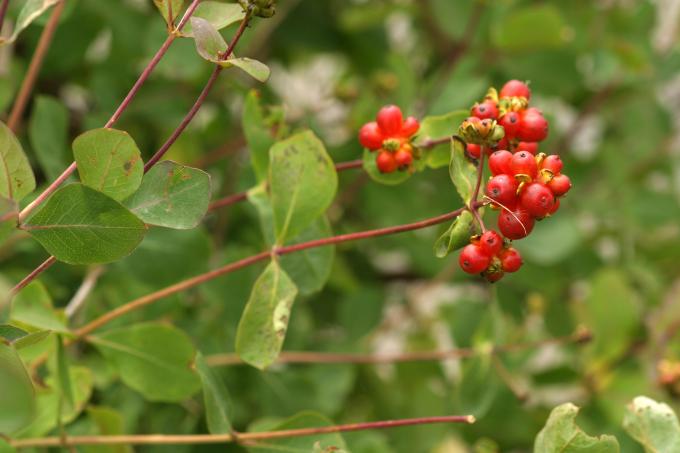 image Madreselva etrusca (Lonicera etrusca)