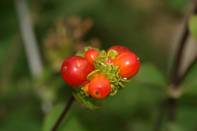 image Madreselva etrusca (Lonicera etrusca)