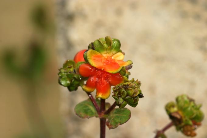 image Madreselva etrusca (Lonicera etrusca)