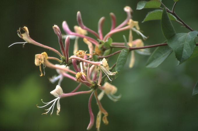 image Zapaticos (Lonicera implexa)