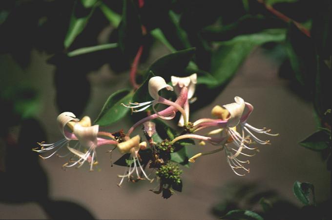 image Zapaticos (Lonicera implexa)