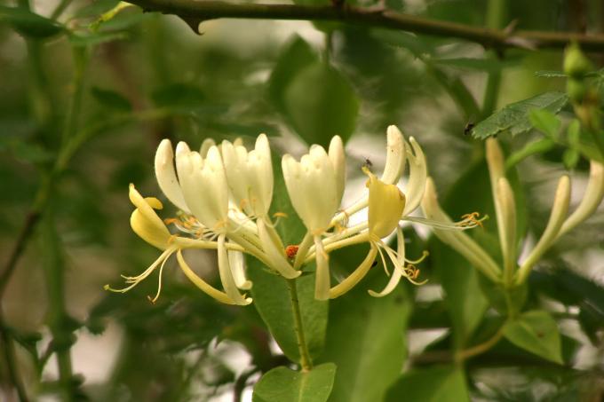 image Madreselva olorosa (Lonicera japonica)