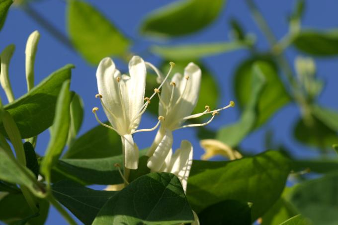 image Madreselva olorosa (Lonicera japonica)