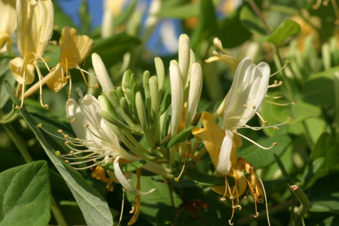 image Madreselva olorosa (Lonicera japonica)