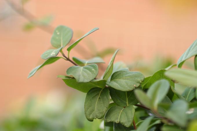 image Madreselva olorosa (Lonicera japonica)