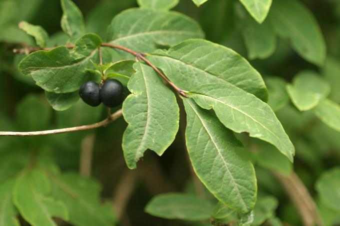 image Madreselva negra (Lonicera nigra)