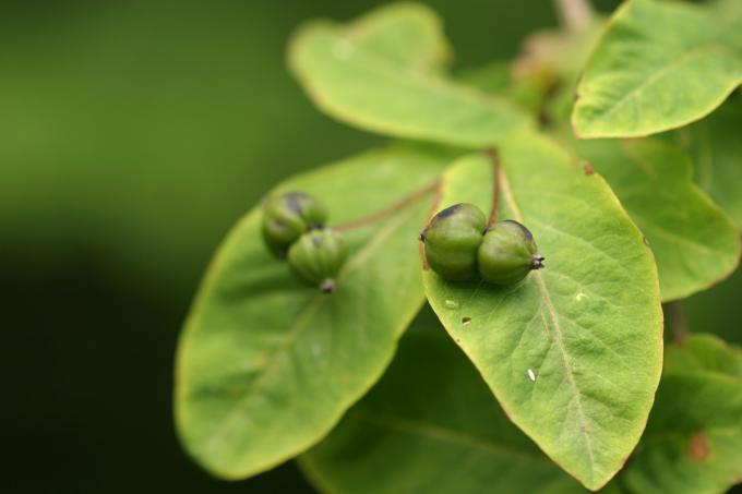 image Madreselva negra (Lonicera nigra)