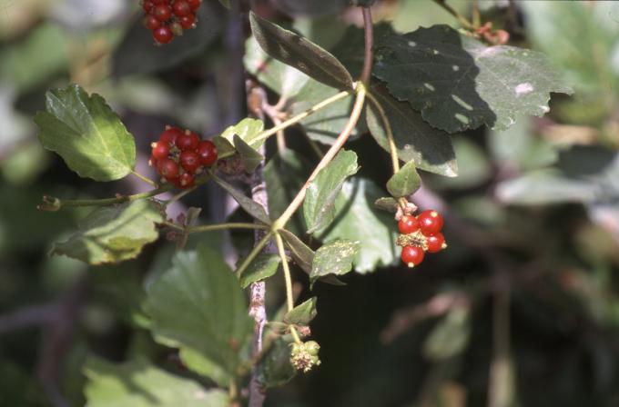 image Madreselva común (Lonicera periclymenum)