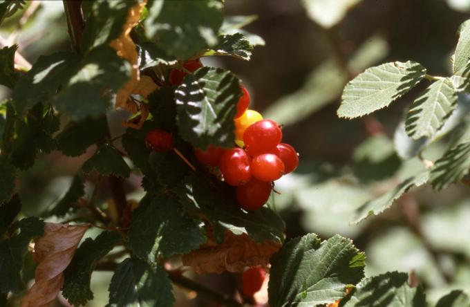 image Madreselva común (Lonicera periclymenum)
