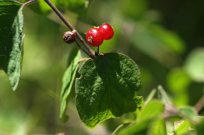 image Sanjueña (Lonicera xylosteum)