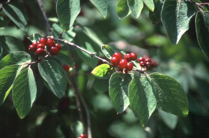 image Sanjueña (Lonicera xylosteum)