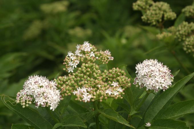 image Yezgo (Sambucus ebulus)