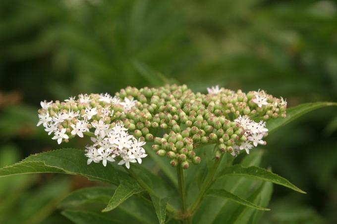 image Yezgo (Sambucus ebulus)