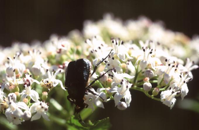 image Yezgo (Sambucus ebulus)