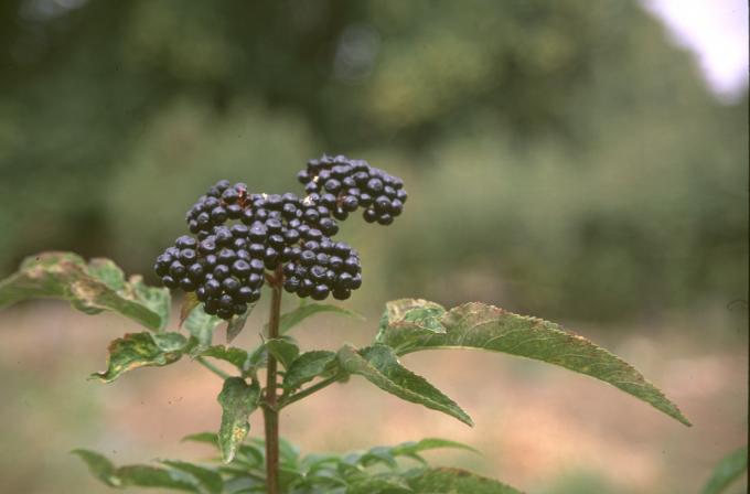 image yezgo (Sambucus ebulus)