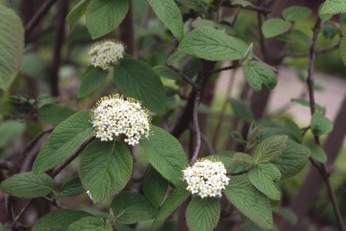 image Barbadejo (Viburnum lantana)
