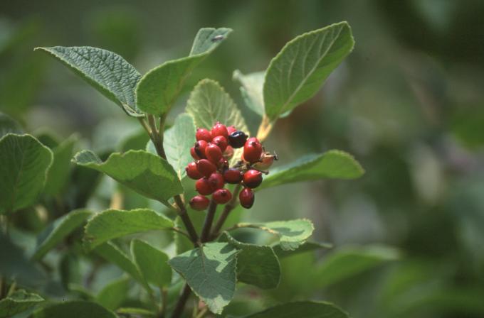 image Barbadejo (Viburnum lantana)