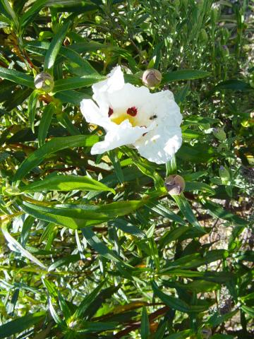 image Jara pringosa, defiladero de Despeñaperros, Jaén