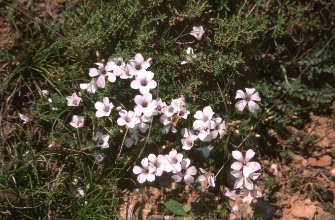 image Arenaria (Arenaria purpurascens)