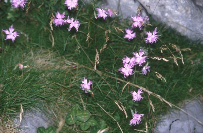 image Clavellina (Dianthus hyssopifolius)