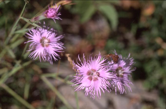 image Clavellina (Dianthus hyssopifolius)