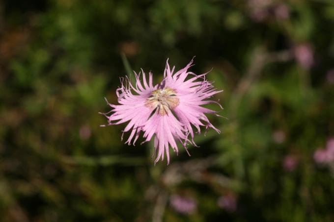image Clavellina (Dianthus hyssopifolius)