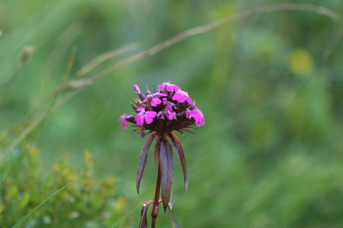 image Clavel de poeta (Dianthus barbatus)