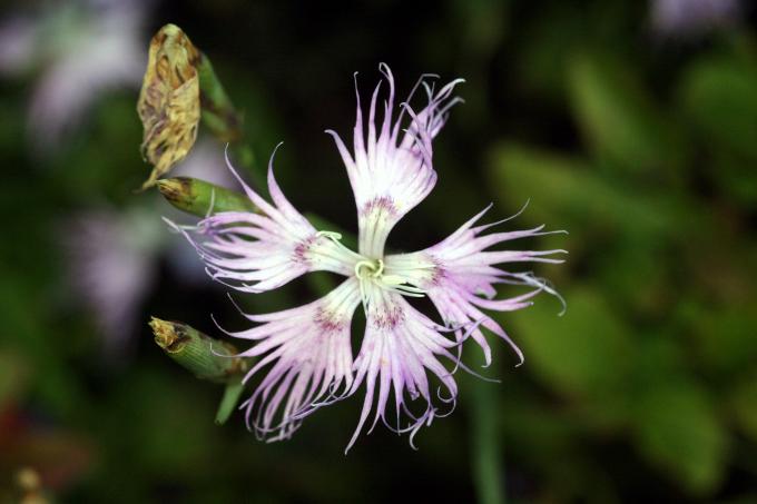 image Clavellina (Dianthus superbus)