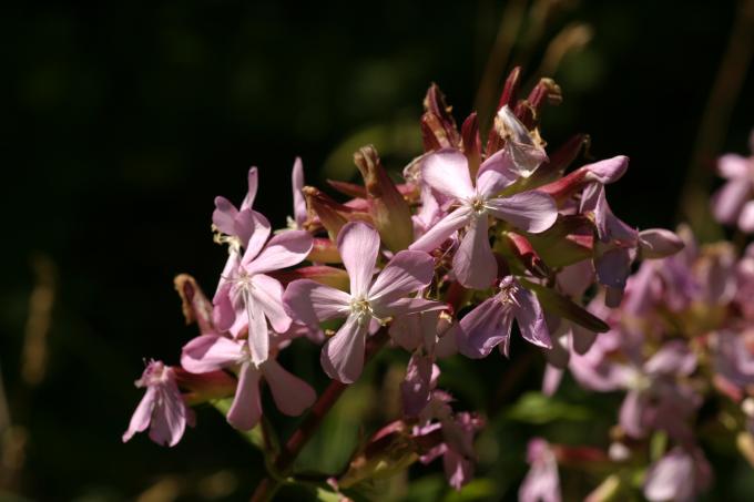 image Jabonera (Saponaria officinalis)