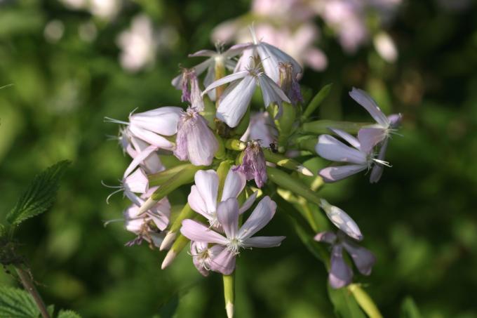 image Jabonera (Saponaria officinalis)