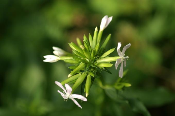 image Jabonera (Saponaria officinalis)
