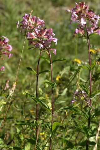 image Jabonera (Saponaria officinalis)