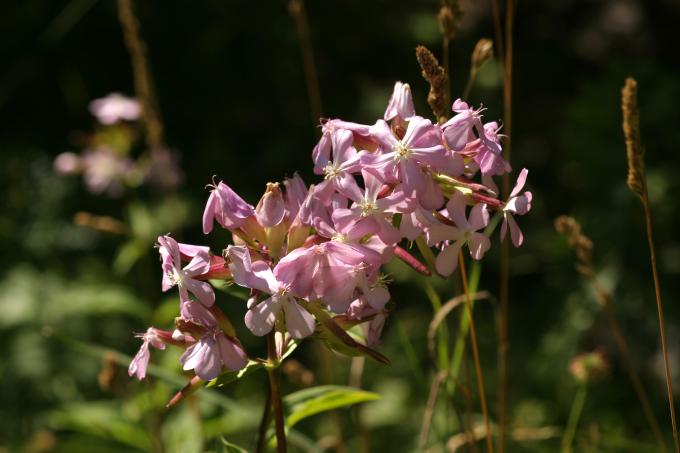 image Jabonera (Saponaria officinalis)