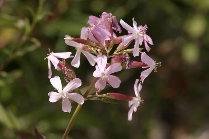 image Jabonera (Saponaria officinalis)